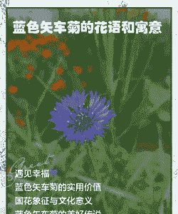 矢车菊象征着什么意思 矢车菊象征着什么意思