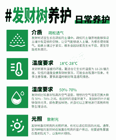 养发财树需要注意什么 养发财树需要注意什么