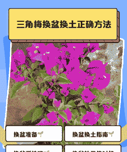 三角梅换盆方法和注意事项 三角梅换盆方法和注意事项