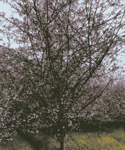 垂丝海棠什么时候开花 垂丝海棠什么时候开花