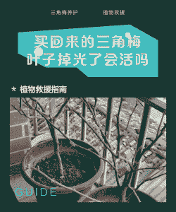 三角梅叶子掉光了还能活吗 三角梅叶子掉光了还能活吗