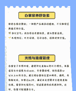 一帆风顺的养殖方法 一帆风顺的养殖方法