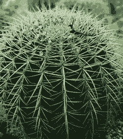 仙人球怕冻吗冬天 仙人球怕冻吗冬天