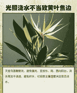 天堂鸟黄叶是怎么回事 天堂鸟黄叶是怎么回事