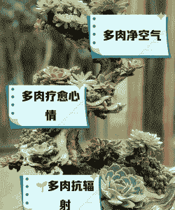 多肉放在卧室有好处吗 多肉放在卧室有好处吗