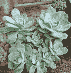 多肉没有阳光能活吗 多肉没有阳光能活吗