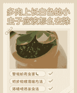 多肉长虫了白色的小虫子怎么弄 多肉长虫了白色的小虫子怎么弄