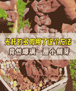 多肉老桩光杆上如何发芽 多肉老桩光杆上如何发芽