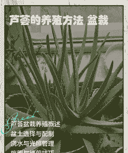 芦荟的养殖方法 芦荟的养殖方法