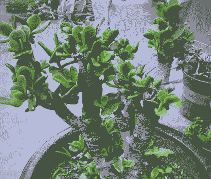 玉树叶子变薄和发软是怎么情况 玉树叶子变薄和发软是怎么情况