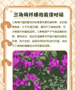 三角梅怎么扦插成活率高 三角梅怎么扦插成活率高