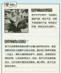 君子兰不长新叶子是怎么回事 君子兰不长新叶子是怎么回事