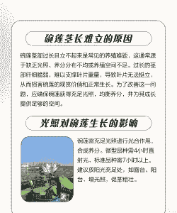 碗莲的茎太长立不起来 碗莲的茎太长立不起来