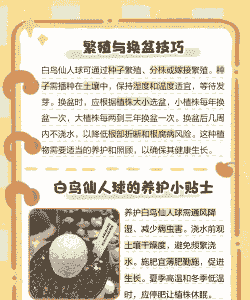 仙人球的养殖 仙人球的养殖