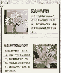 百合花开完花后植株如何处理 百合花开完花后植株如何处理