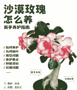 沙漠玫瑰的养殖方法和注意事项盆栽 沙漠玫瑰的养殖方法和注意事项盆栽