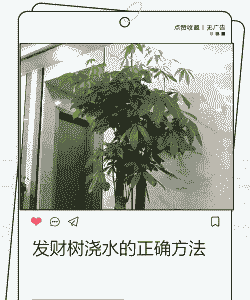 发财树浇水的正确方法 发财树浇水的正确方法