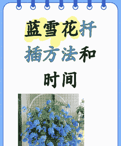 蓝雪花可以扦插吗 蓝雪花可以扦插吗