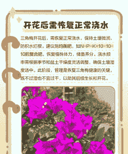 三角梅开花期间怎么浇水啊 三角梅开花期间怎么浇水啊