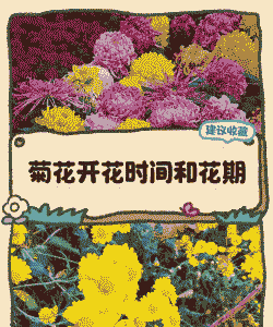 菊花什么时候剪枝最好 菊花什么时候剪枝最好