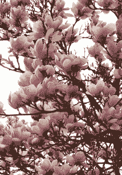 玉兰花香不香 玉兰花香不香