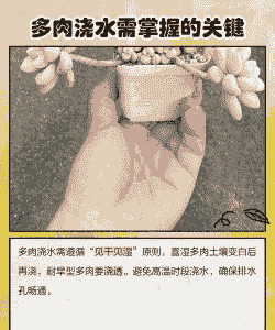 新栽多肉几天浇水 新栽多肉几天浇水