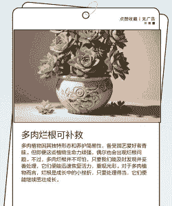 多肉植物烂根怎么办 多肉植物烂根怎么办