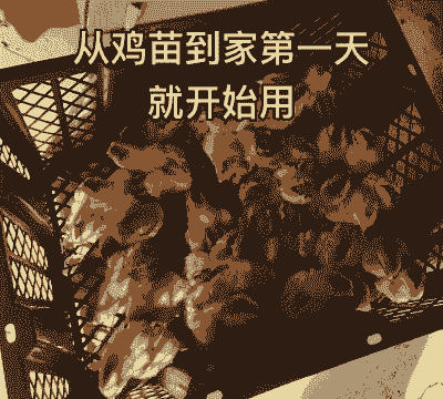 肉用仔鸡的饲养方式有哪些? 肉用仔鸡的饲养方式有哪些?