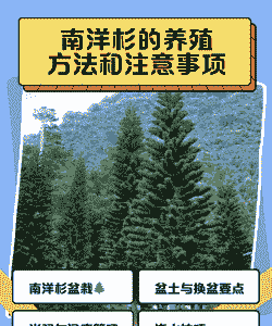南洋杉的养殖方法和注意事项 南洋杉的养殖方法和注意事项