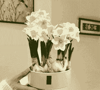 花放在什么水里最好养 花放在什么水里最好养