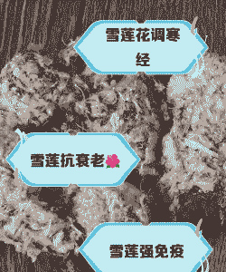 雪莲花的作用与功效怎么吃 雪莲花的作用与功效怎么吃