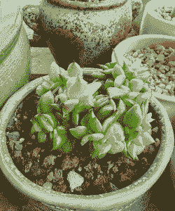 阿斯匹林浇多肉的利弊 阿斯匹林浇多肉的利弊