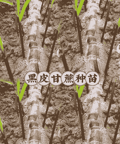 甘蔗种怎么种植 甘蔗种怎么种植