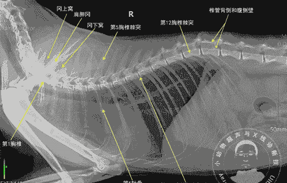 猫的脊柱和脊髓疾病 猫的脊柱和脊髓疾病