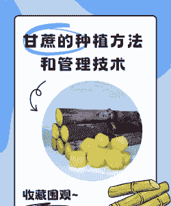 甘蔗怎么种植养护 甘蔗怎么种植养护
