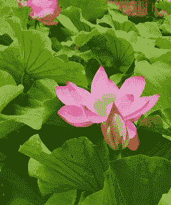 荷花开花长什么样 荷花开花长什么样