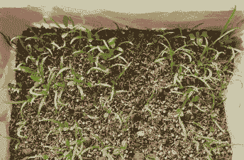 怎么种植盆栽蔬菜 怎么种植盆栽蔬菜