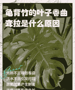 龟背竹耷拉是为什么 龟背竹耷拉是为什么