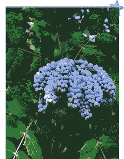 阔叶类花木有哪些 阔叶类花木有哪些