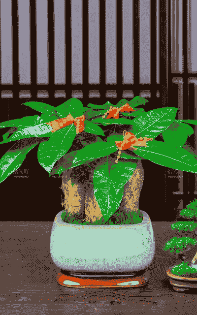 什么树种适合室内养 什么树种适合室内养