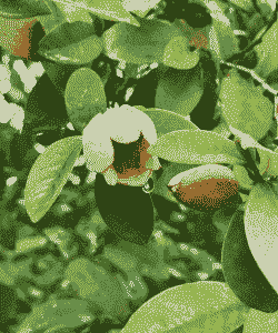 含笑花叶子什么形状 含笑花叶子什么形状