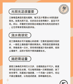 如何让三角梅冬季开花 如何让三角梅冬季开花