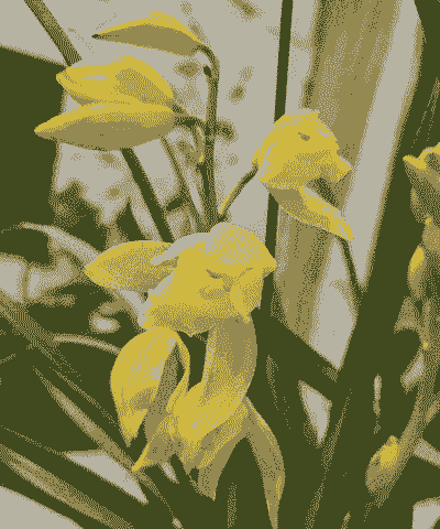 什么兰花最值钱的 什么兰花最值钱的