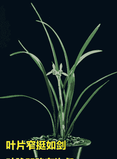 兰花分布在什么地区 兰花分布在什么地区