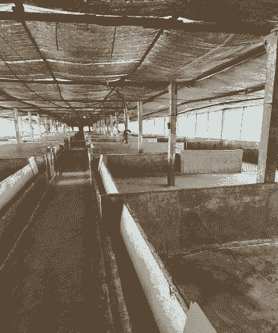 怎么建养猪场呢 怎么建养猪场呢