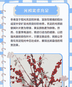 冬青什么时候施肥 冬青什么时候施肥