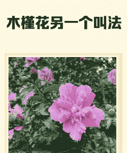 木槿还叫什么花 木槿还叫什么花