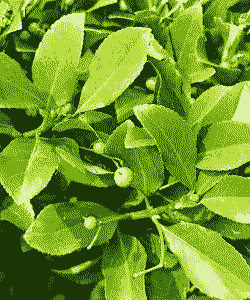 卫矛叶子为什么发黄 卫矛叶子为什么发黄