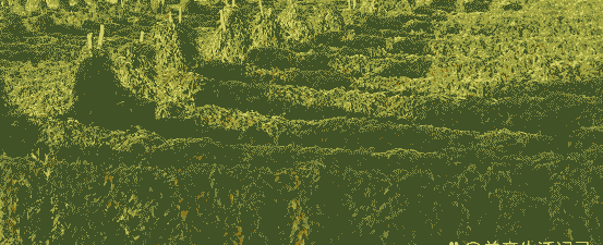 麻山药什么季节成熟 麻山药什么季节成熟