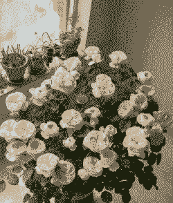 月季花哪些品种最好养 月季花哪些品种最好养